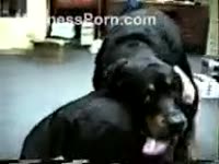 Black rottweiler incredibly copulates its mastix to earn food